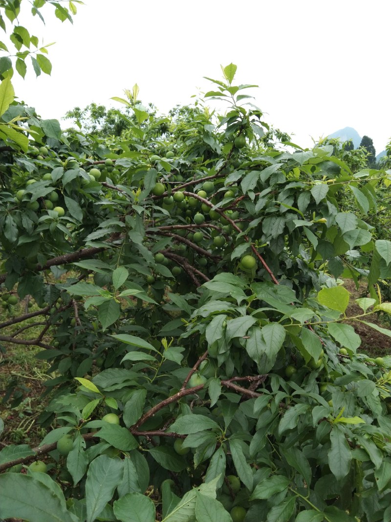 三华李