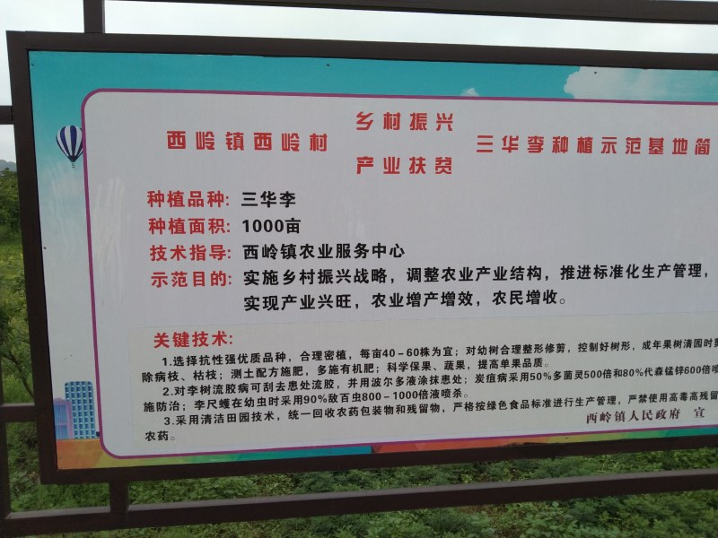 三华李