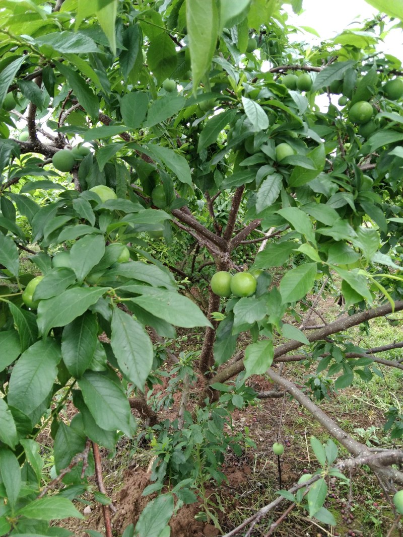 三华李