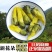 京兰葵泡茶金花葵茶野生秋葵花干花花茶特级秋蓉葵中药材