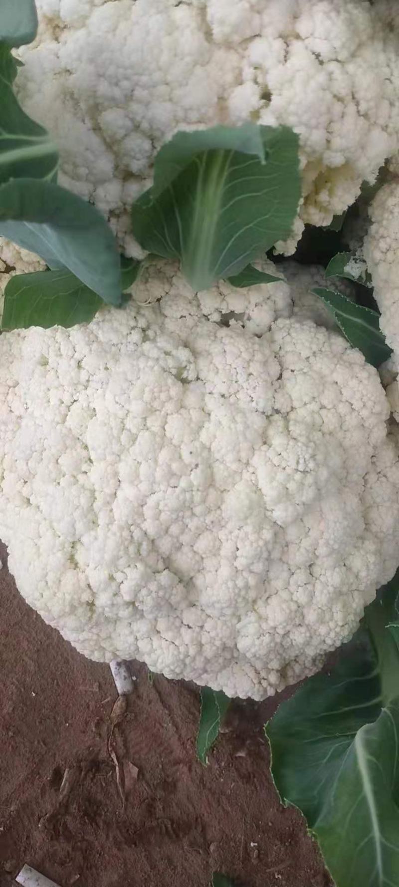 焦作博爱白面青梗，小米粒有机花菜，单个2斤左右，松散度适