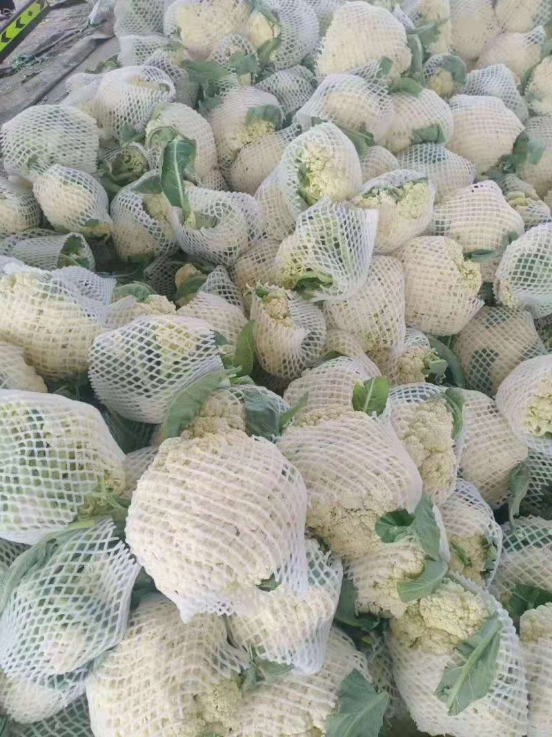 焦作博爱白面青梗，小米粒有机花菜，单个2斤左右，松散度适