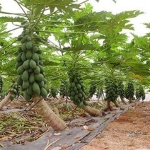 大青红肉水果木瓜树苗，营养土杯的，当年种植当年结果