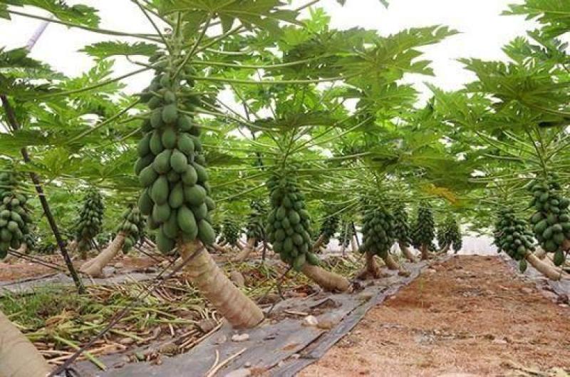 大青红肉水果木瓜树苗，营养土杯的，当年种植当年结果