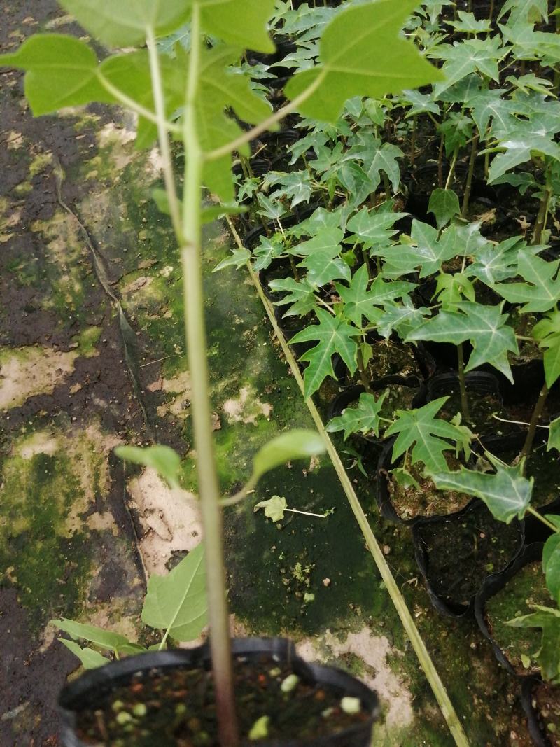 大青红肉水果木瓜树苗，营养土杯的，当年种植当年结果