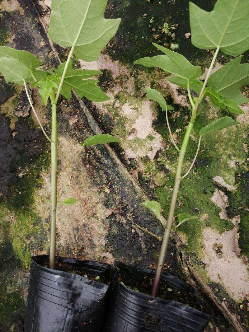 大青红肉水果木瓜树苗，营养土杯的，当年种植当年结果