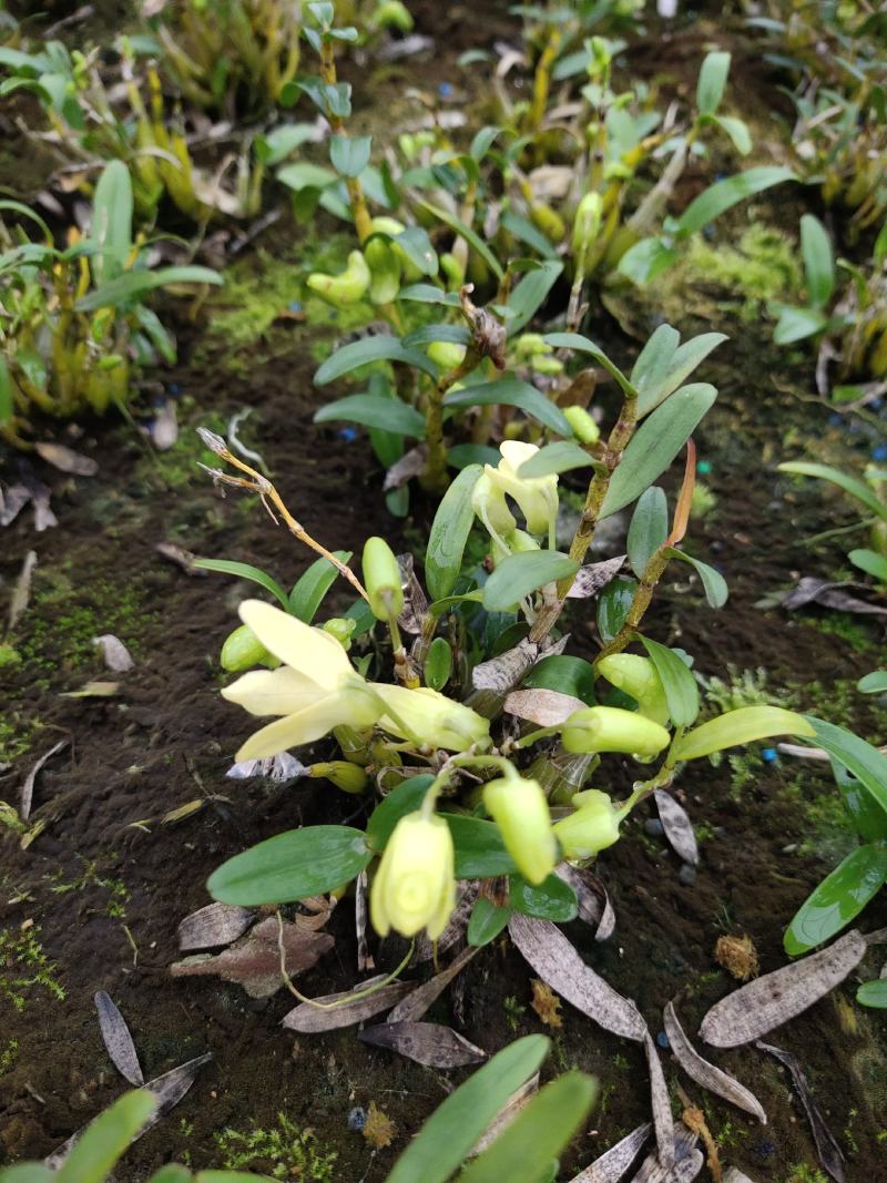 霍山米斛苗批发基地现拔现发