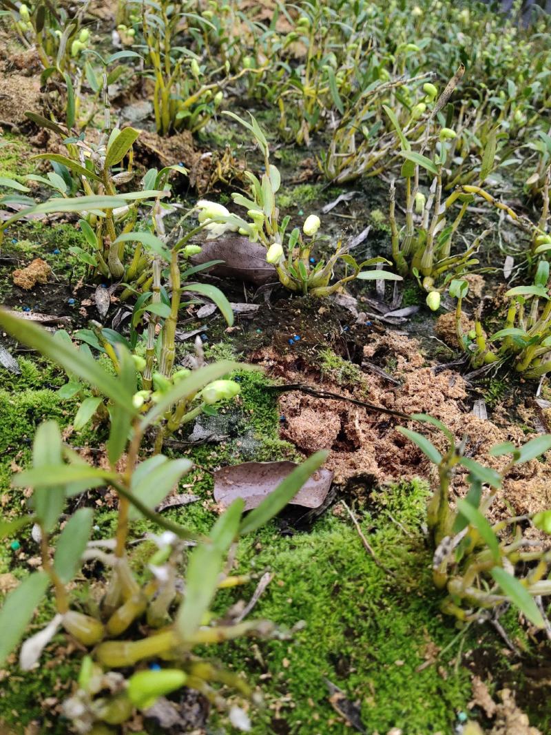 霍山米斛苗批发基地现拔现发