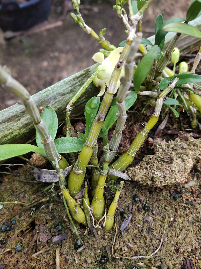 霍山米斛苗批发基地现拔现发