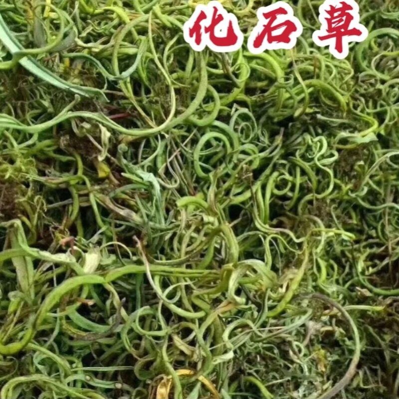 化石草养生茶长白山化石草男女调理保健滋补持久包