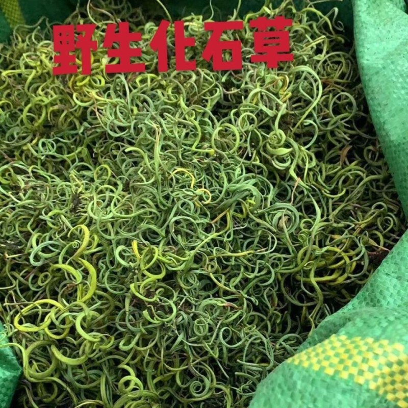 化石草养生茶长白山化石草男女调理保健滋补持久包