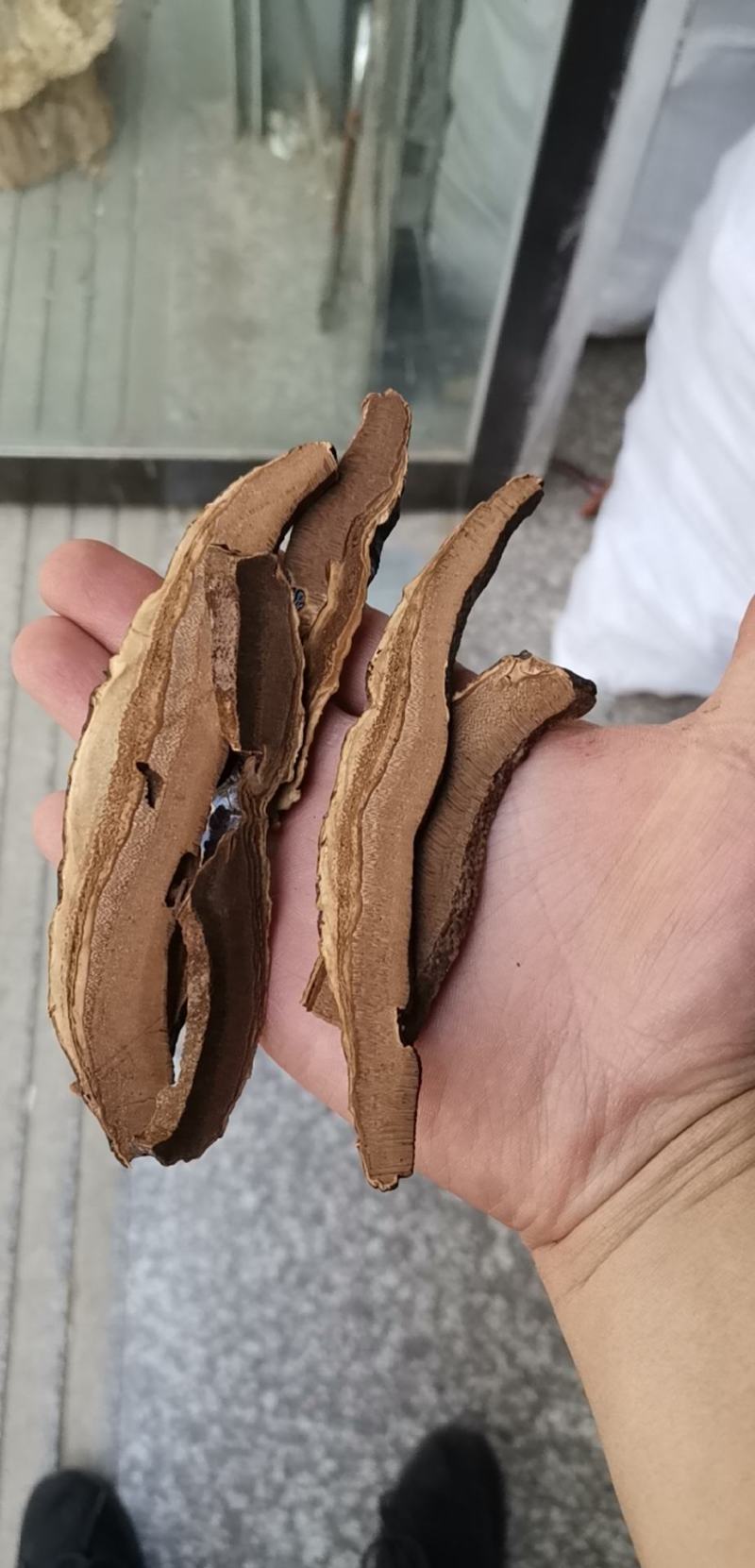 灵芝片家种红灵芝片包邮批发零售各种批发零售各种规格中药材