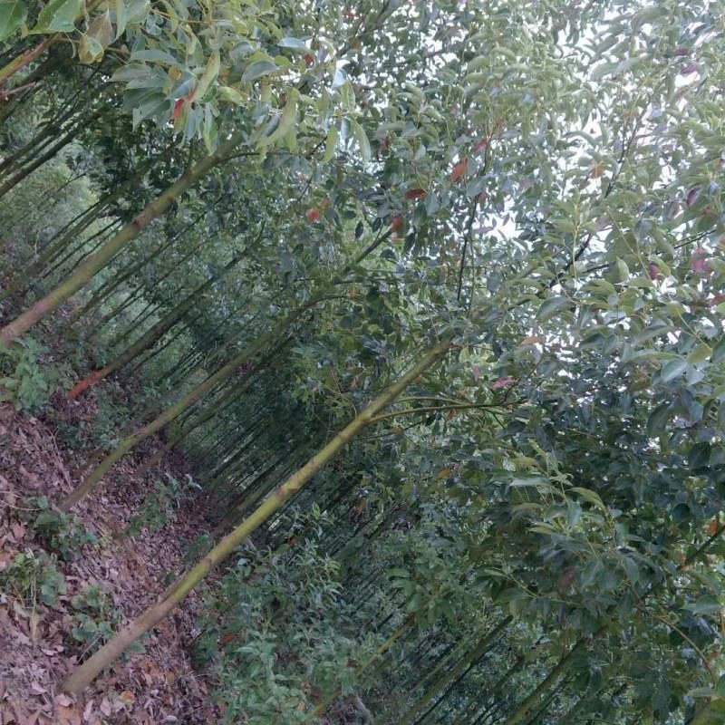 香樟2-4公分的香樟江西供应