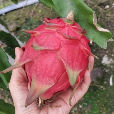 广东省湛江市精品红心火龙果（金都大红）果皮干净光亮