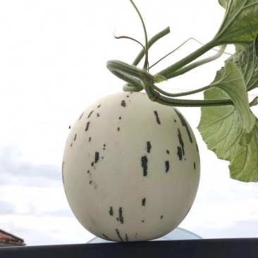 甜瓜🍈产地、产地代收代发全国、保质保量、货到付款