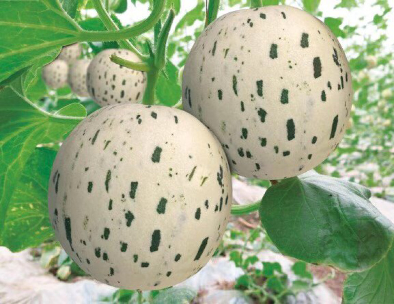 甜瓜🍈产地、产地代收代发全国、保质保量、货到付款