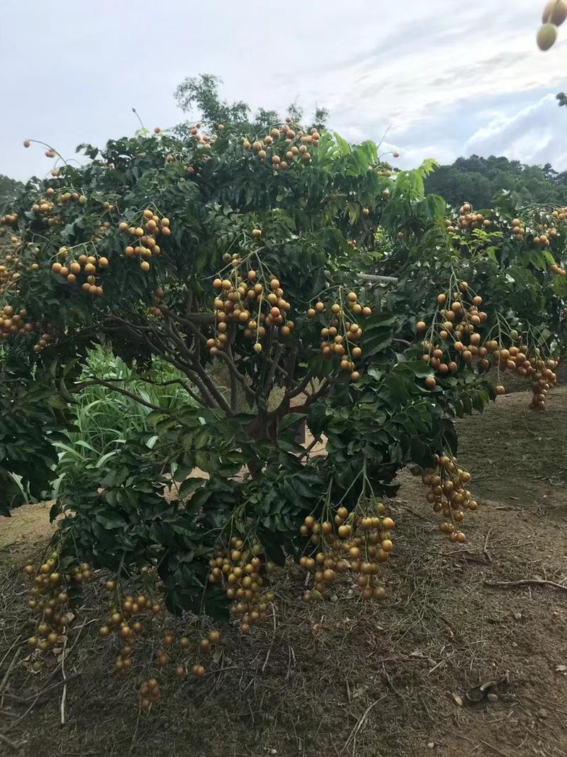 黄皮果黑黄皮贵妃黄皮无籽黄皮产地直发