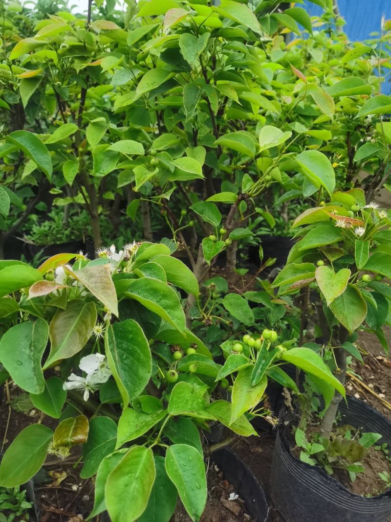 梨树盆栽嫁接梨树带花带果发货皇冠梨秋月梨