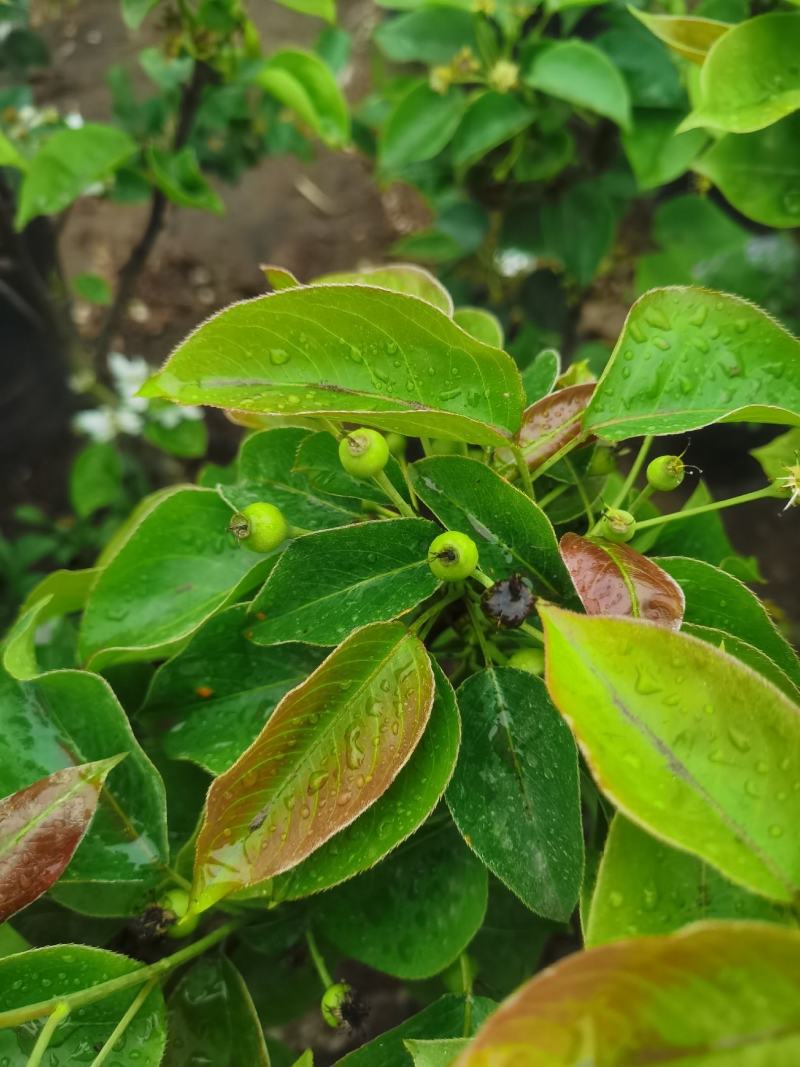 梨树盆栽嫁接梨树带花带果发货皇冠梨秋月梨
