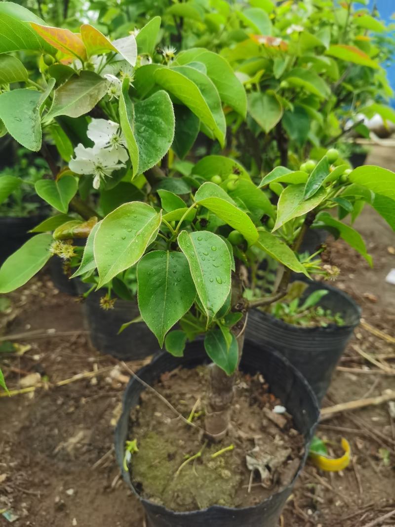 梨树盆栽嫁接梨树带花带果发货皇冠梨秋月梨