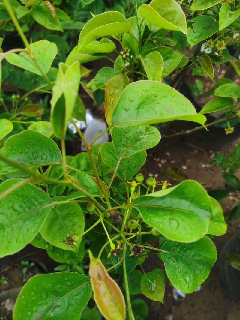 梨树盆栽嫁接梨树带花带果发货皇冠梨秋月梨