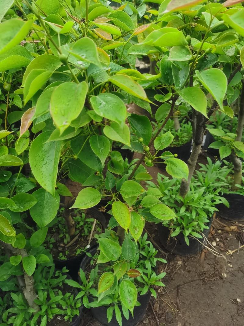 梨树盆栽嫁接梨树带花带果发货皇冠梨秋月梨