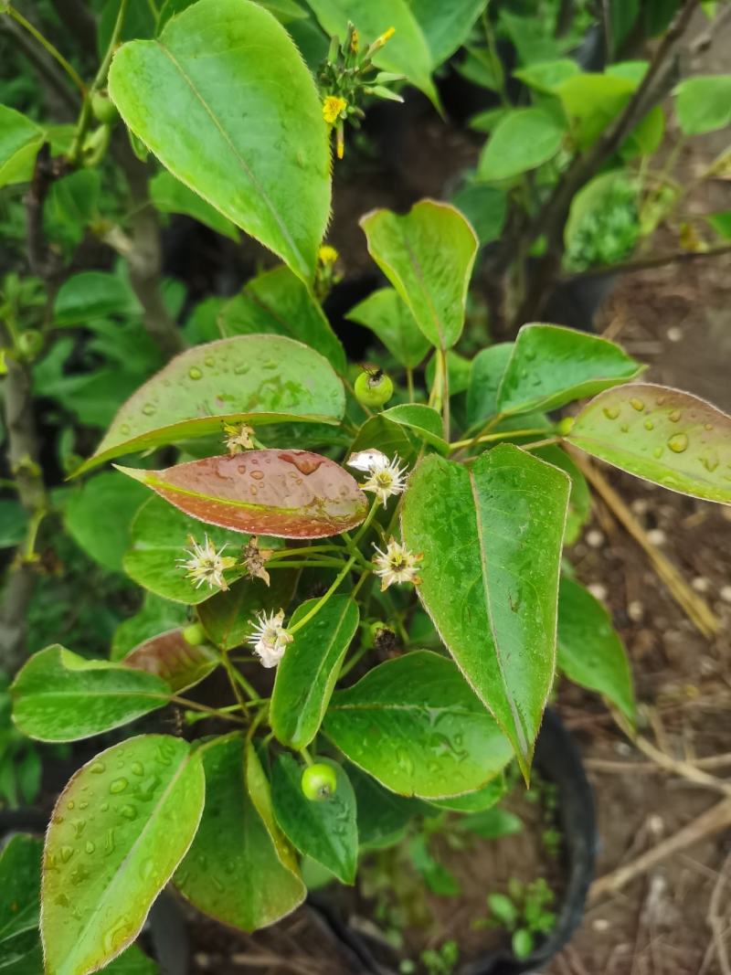 梨树盆栽嫁接梨树带花带果发货皇冠梨秋月梨