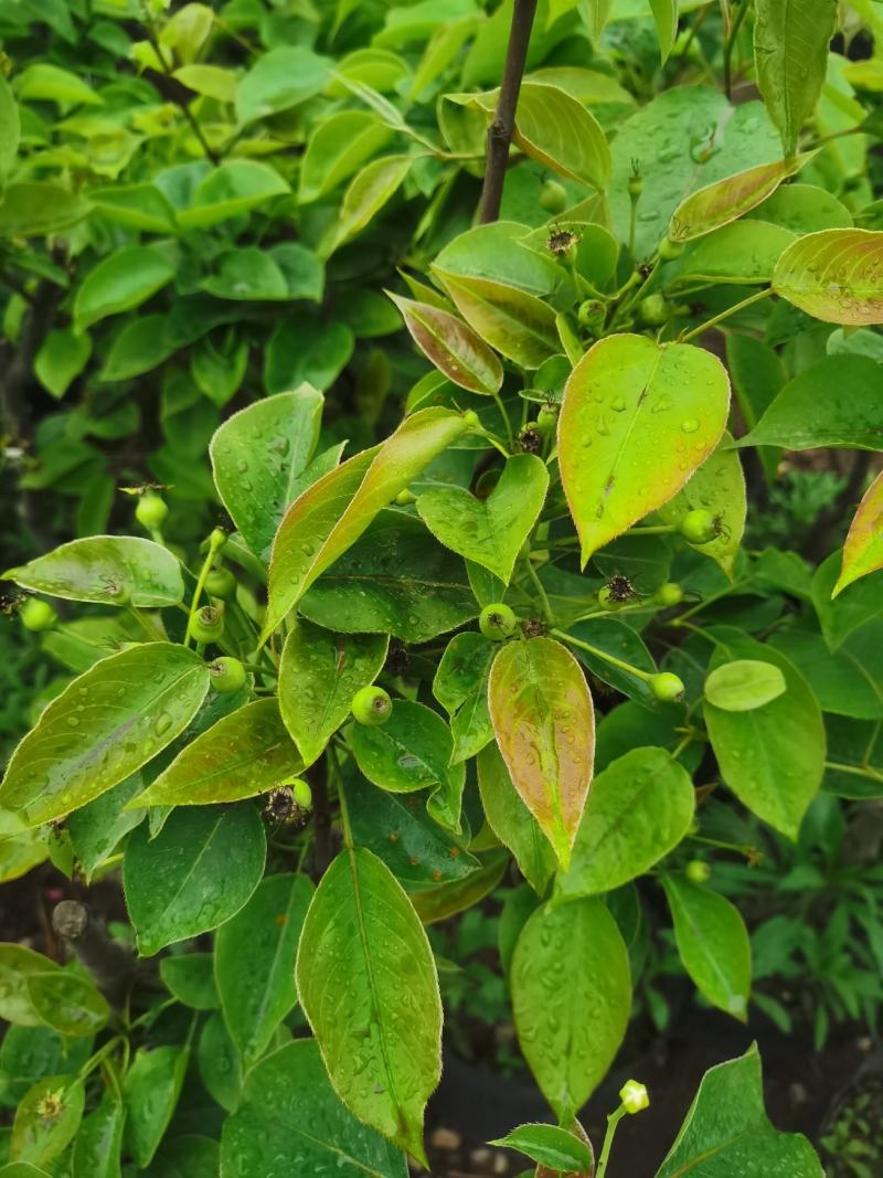 梨树盆栽嫁接梨树带花带果发货皇冠梨秋月梨