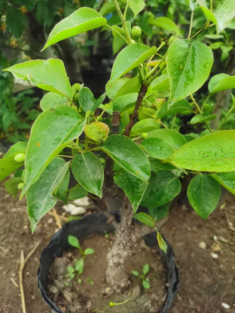 梨树盆栽嫁接梨树带花带果发货皇冠梨秋月梨