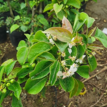 梨树盆栽嫁接梨树带花带果发货皇冠梨秋月梨