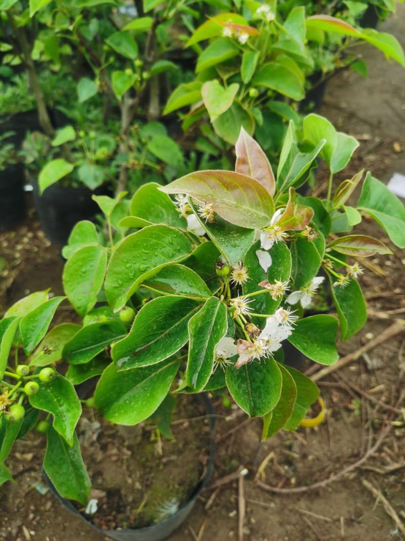梨树盆栽嫁接梨树带花带果发货皇冠梨秋月梨