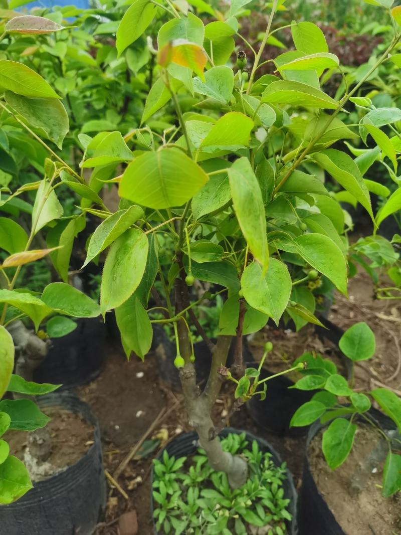 梨树盆栽嫁接梨树带花带果发货皇冠梨秋月梨