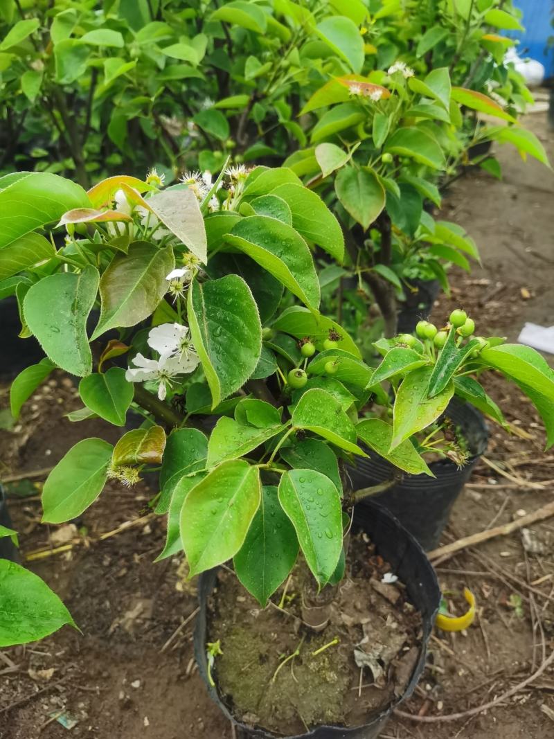 梨树盆栽嫁接梨树带花带果发货皇冠梨秋月梨