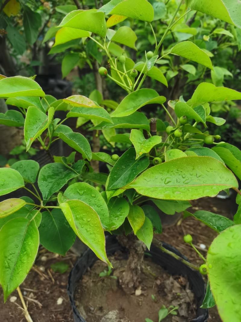 梨树盆栽嫁接梨树带花带果发货皇冠梨秋月梨