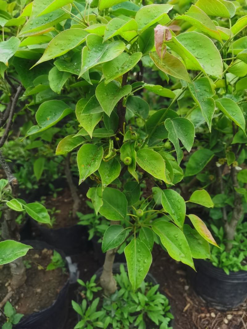 梨树盆栽嫁接梨树带花带果发货皇冠梨秋月梨