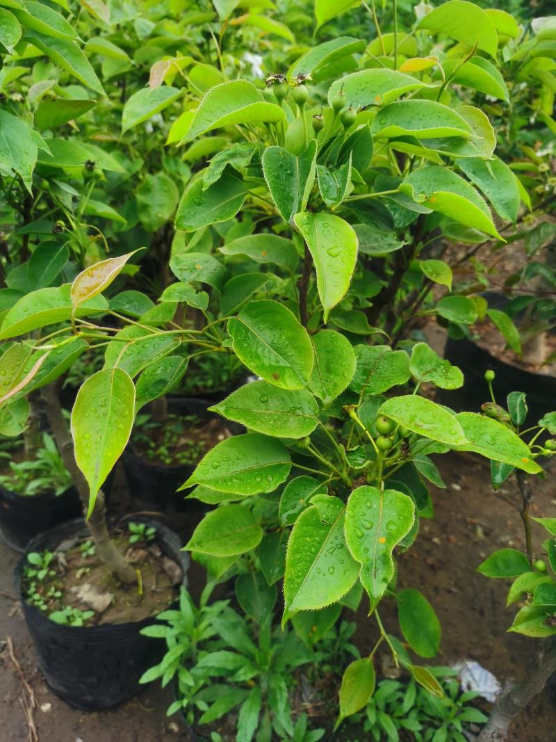 梨树盆栽嫁接梨树带花带果发货皇冠梨秋月梨