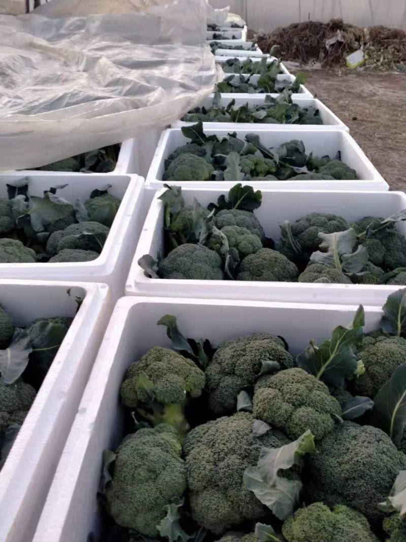 【推荐】焦作博爱西兰花，大量上市，小米粒，球型好，价格低