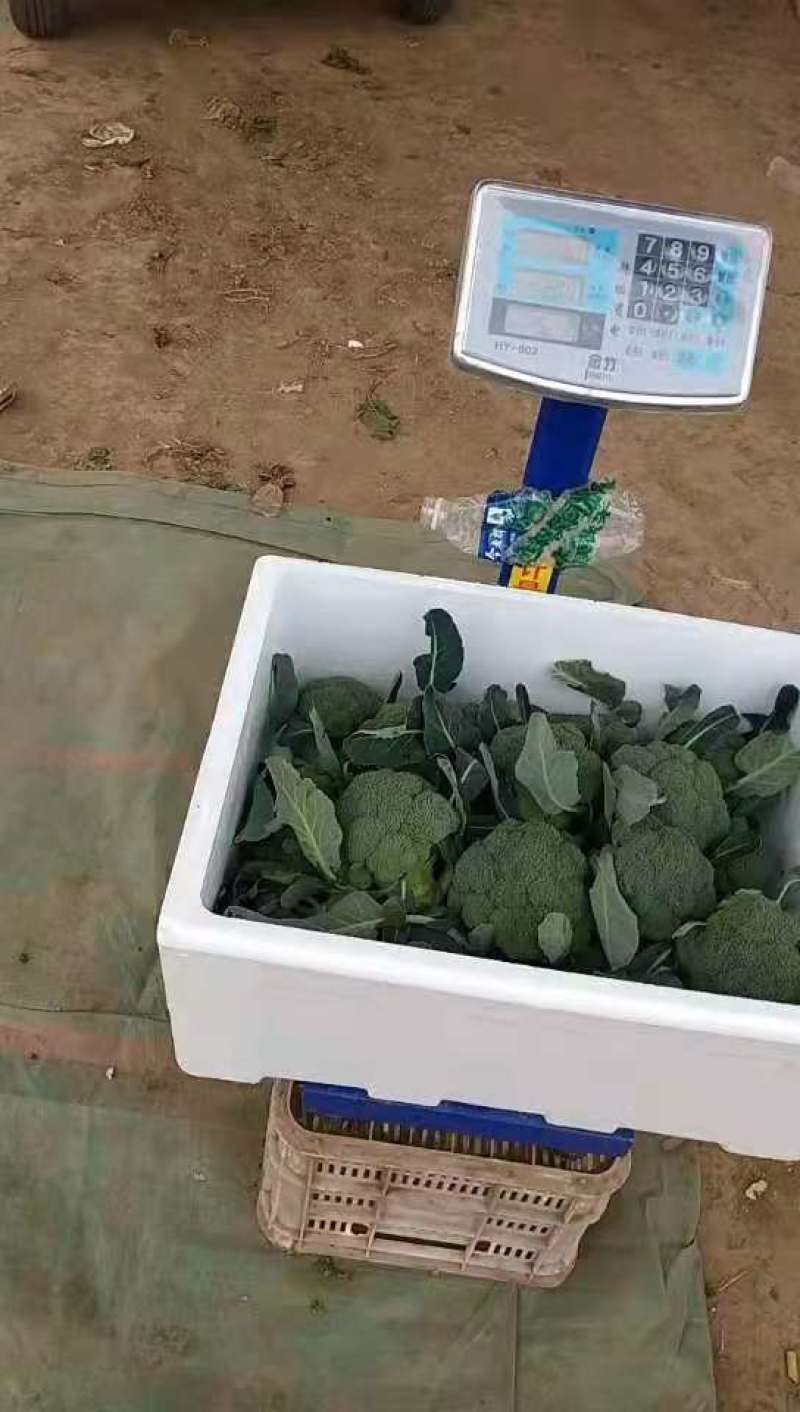 【推荐】焦作博爱西兰花，大量上市，小米粒，球型好，价格低