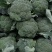 【推荐】焦作博爱西兰花，大量上市，小米粒，球型好，价格低