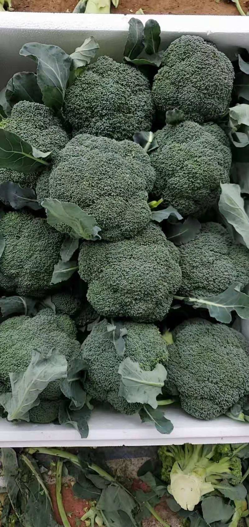 【推荐】焦作博爱西兰花，大量上市，小米粒，球型好，价格低
