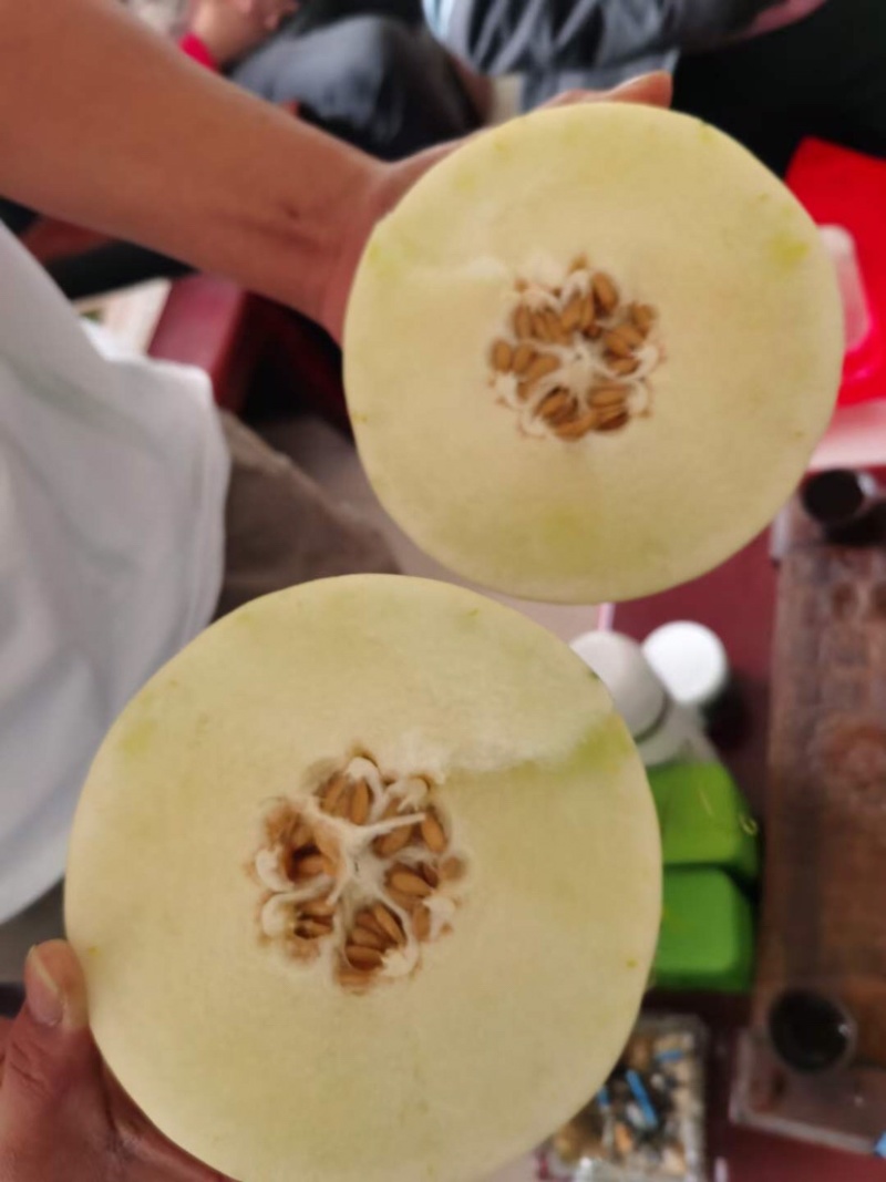 甜瓜🍈产地、产地代收代发全国、保质保量、货到付款