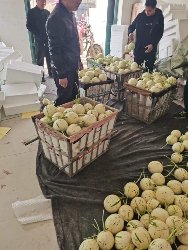 甜瓜🍈产地、产地代收代发全国、保质保量、货到付款