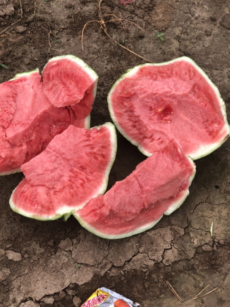 江苏无籽美都，🍉大量上市，需要联系