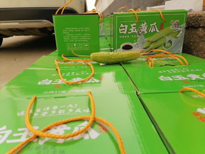 山东海阳白玉黄瓜水果黄瓜中国地理标识产品团购一件代发超市