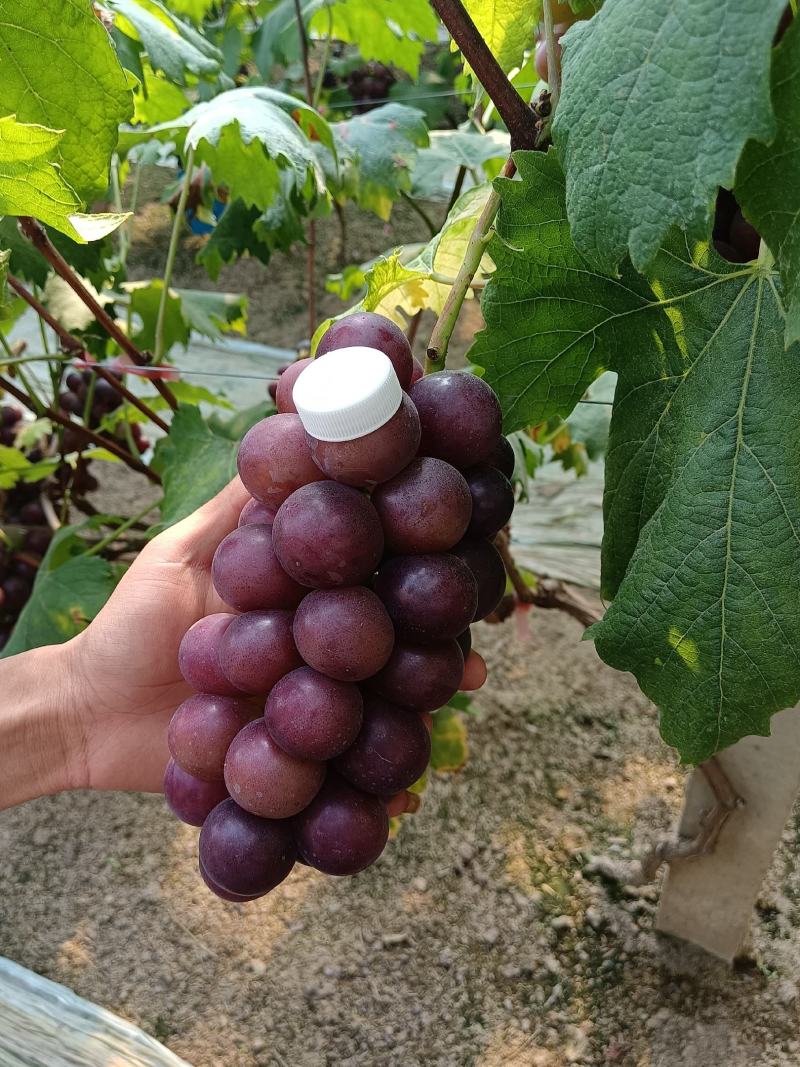 葡萄粒大口感甜颜色好