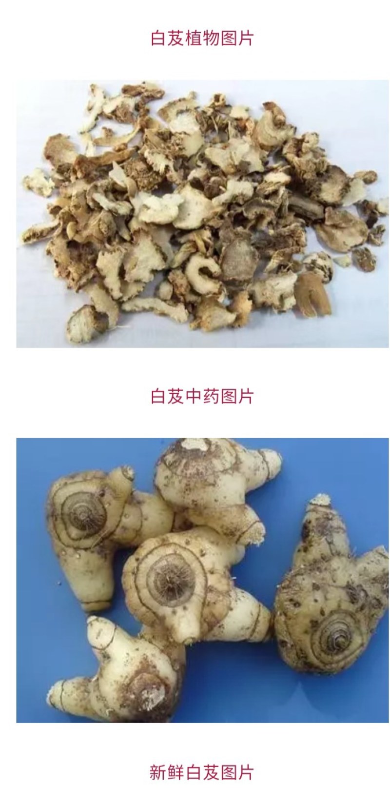产地直发白芨长期有货***新鲜收割