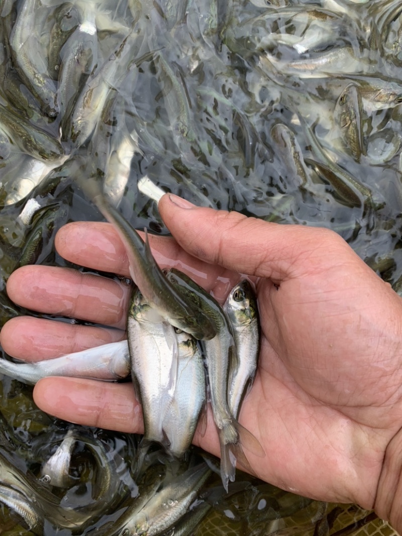 白鲢鱼苗白鲢鱼鳊鱼苗四大家鱼鱼苗规格多