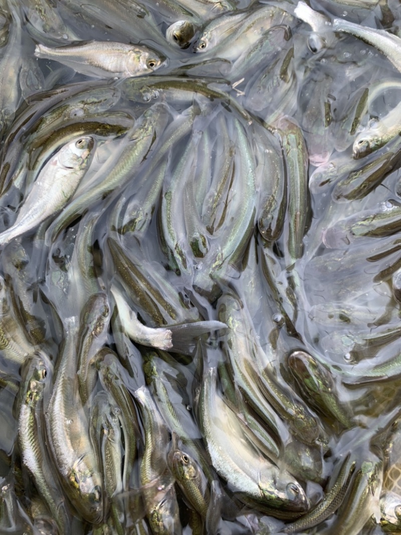白鲢鱼苗白鲢鱼鳊鱼苗四大家鱼鱼苗规格多