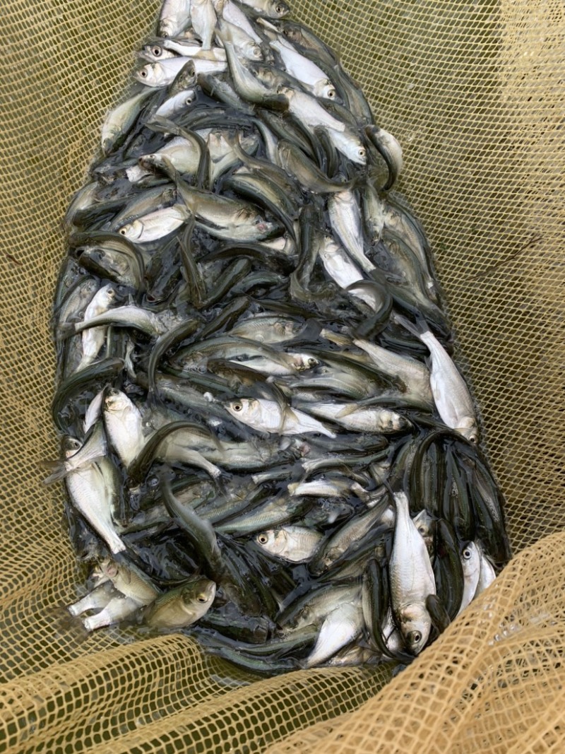 白鲢鱼苗白鲢鱼鳊鱼苗四大家鱼鱼苗规格多