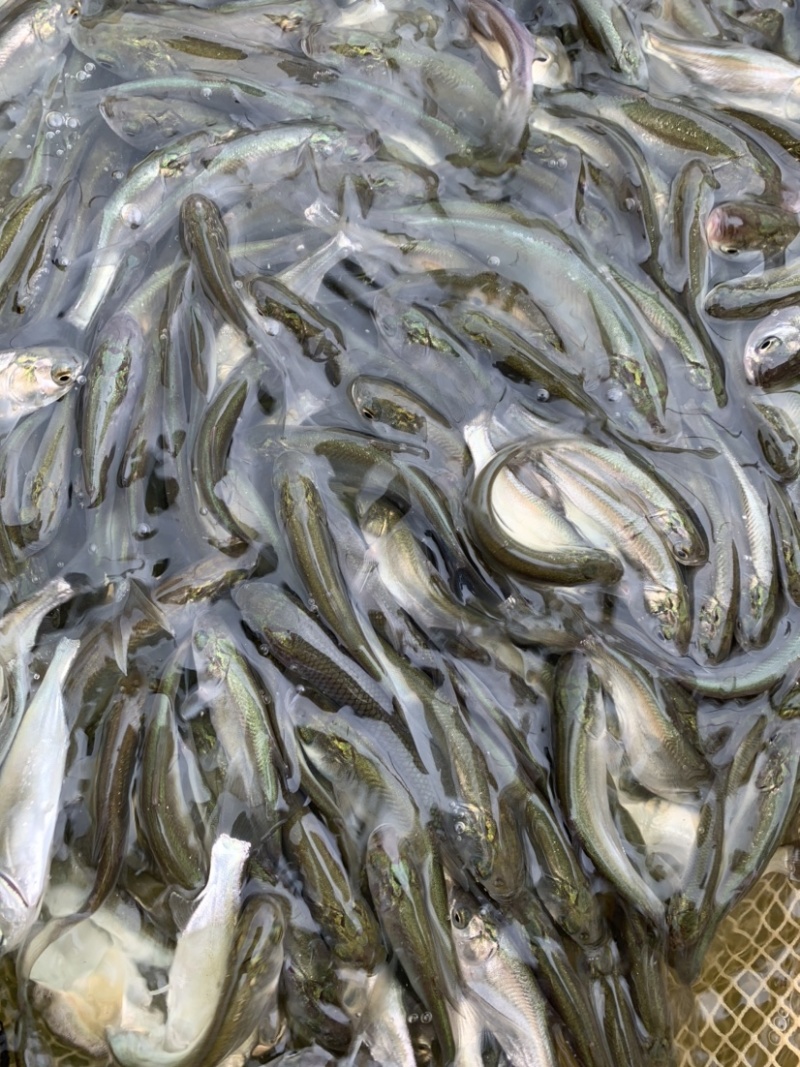 白鲢鱼苗白鲢鱼鳊鱼苗四大家鱼鱼苗规格多